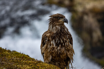 eagle in the wild