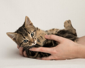 reclining laid back fluffy brown tabby kitten in woman's hands isolated on white in the studio