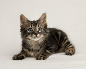 Long haired fluffy tabby kitten laying on white background isolated in the studio