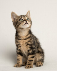 Happy curious brown tabby kitten looks up isolated on white in the studio
