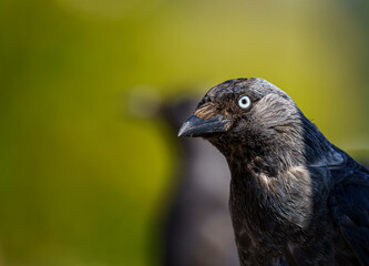 Western Jackdaw
