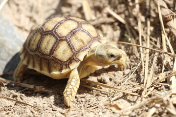 Obraz premium African Sulcata Tortoise Natural Habitat,Close up African spurred tortoise resting in the garden, Slow life ,Africa spurred tortoise sunbathe on ground with his protective shell ,Beautiful Tortoise