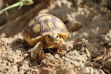 African Sulcata Tortoise Natural Habitat,Close up African spurred tortoise resting in the garden, Slow life ,Africa spurred tortoise sunbathe on ground with his protective shell ,Beautiful Tortoise
