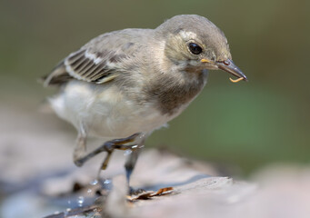 Actively running young White Wagtail (motacilla alba) close portrait with a small worm in the beak 