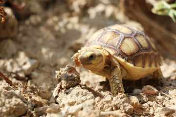 African Sulcata Tortoise Natural Habitat,Close up African spurred tortoise resting in the garden, Slow life ,Africa spurred tortoise sunbathe on ground with his protective shell ,Beautiful Tortoise