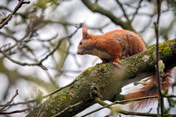 Eurasisches Eichhörnchen ( Sciurus vulgaris ). © Michael