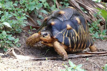 Portrait of radiated tortoise,The radiated tortoise eating flower ,Tortoise sunbathe on ground with his protective shell ,cute animal ,Astrochelys radiata ,The radiatedtortoise from Madagascar