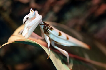 Orchiedeenmantis,  (Hymenopus coronatus), Kronenfangschrecke