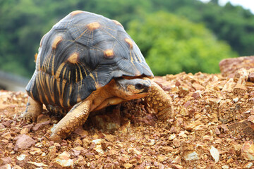 Portrait of radiated tortoise,The radiated tortoise eating flower ,Tortoise sunbathe on ground with his protective shell ,cute animal ,Astrochelys radiata ,The radiatedtortoise from Madagascar