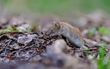 Bank vole (myodes glareolus) crawling over old deadwood branch and leaves on summer forest floor