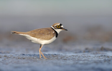 Little ringed plover (Charadrius dubius) stands amid wet muddy land with sweet evening light