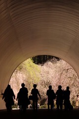 桜トンネル