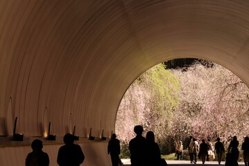 桜トンネル