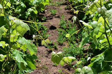 Fototapeta premium Vineyard, vine leaves, for future grape clusters