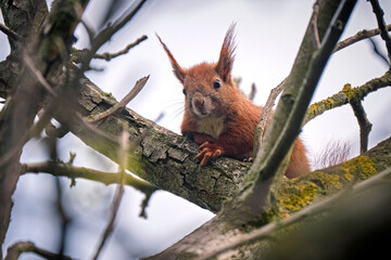 Eurasisches Eichhörnchen ( Sciurus vulgaris ).