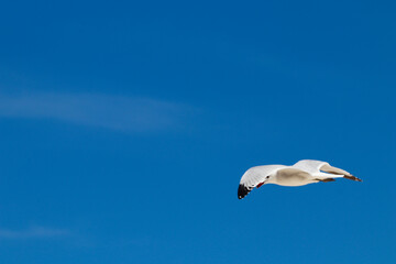 Gaviota en pleno vuelo