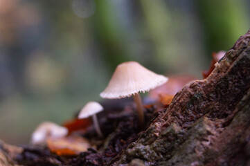 Champignon du morvan