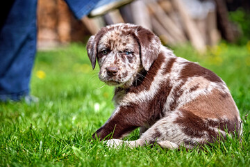 Gefleckter Labrador Retriever Welpe.