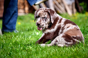 Gefleckter Labrador Retriever Welpe.