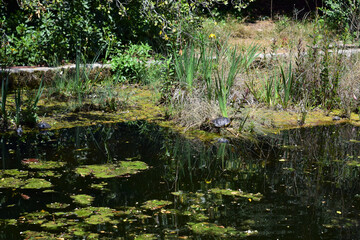 Turtles on the shore of the pond of green waters, among the vegetation.