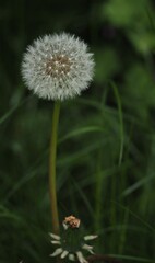 dandelion seed flower bulb on green background in the grass vertical
