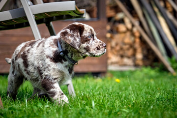 Gefleckter Labrador Retriever Welpe.