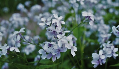 white forget me not flower