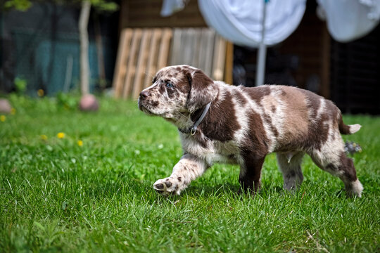 Gefleckter Labrador Retriever Welpe. Stock Photo Adobe Stock