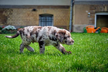 Gefleckter Labrador Retriever Welpe.