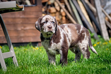 Gefleckter Labrador Retriever Welpe.