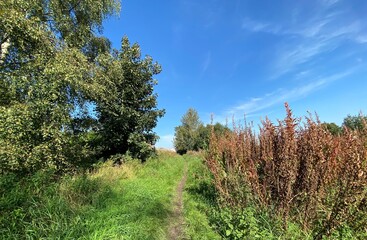 Narrow footpath, past wild plants and grass, on the hills above, Shibden Valley, Halifax, UK