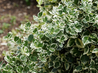 Eunonymus fortunei or Fortune's spindle, cultivar 'Emerald Gaiety'