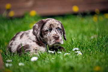 Gefleckter Labrador Retriever Welpe.