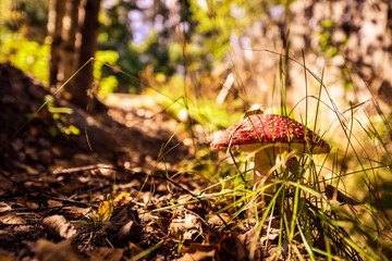 Amanita muscaria growing among grass and fallen leaves in the forest. Close up view with path level