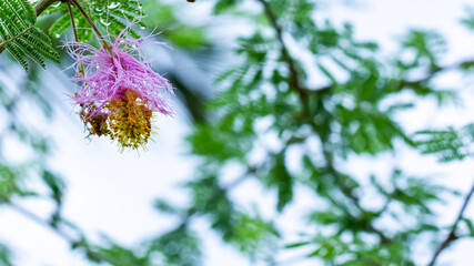 Water drops on foliage. Sickle Bush, Bell mimosa, Chinese lantern tree, or Kalahari Christmas tree (Dichrostachys cinerea) flower