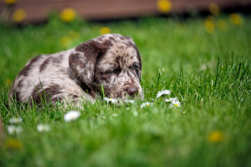 Gefleckter Labrador Retriever Welpe.