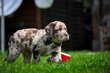 Gefleckter Labrador Retriever Welpe.