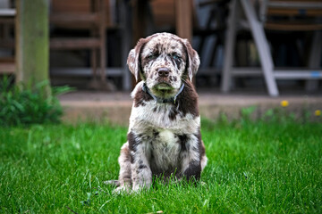 Gefleckter Labrador Retriever Welpe.