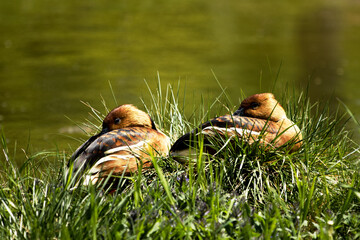 Fulvous whistling ducks sitting in a grass next to the lake - green blurred background