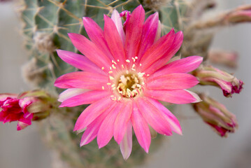 Fototapeta premium 牡丹丸