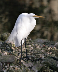 Great White Egret Stock Photos. close-up profile view displaying white plumage with a blur...