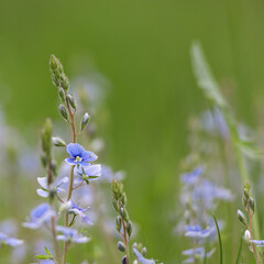Veronica chamaedrys germander speedwell flowering plant, small flowers with deep blue petals in bloom, green leaves