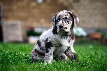 Gefleckter Labrador Retriever Welpe.