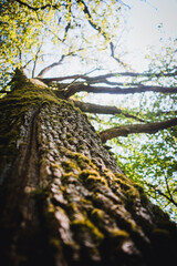 Old oak tree in the spring