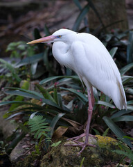 White Heron bird Stock Photos.  Great White Heron bird profile view. Image. Portrait. Picture....