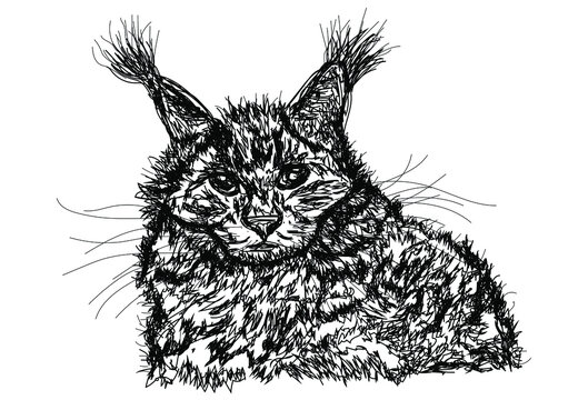vector cat portrait illustration, wallpaper and background