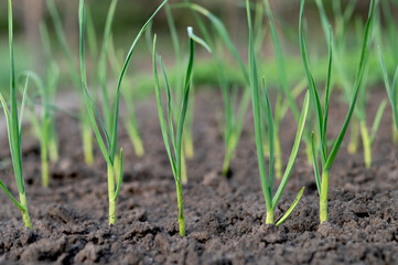 Green garlic grows in the ground in spring, close up. Organically grown garlic plantation in the vegetable garden. Vegetable beds with garlic overgrown with weeds