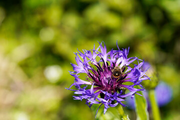 Bee on a purple flower, green background