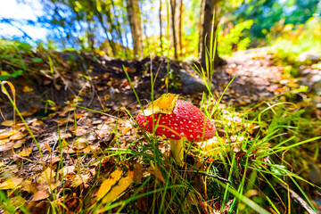 Amanita muscaria with a leaf on a pileus growing near the path in the woods