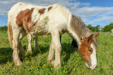 Irish cob horse in a pasture.